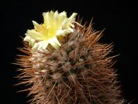 Thumbnail of 1323_Copiapoa calderana_20190522_02(1).JPG